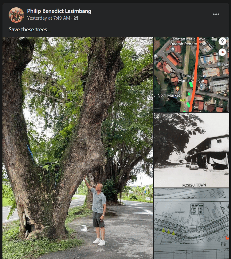 Projek Pan Borneo Perbincangan Menebang Pokok Berusia 100 Tahun Ini