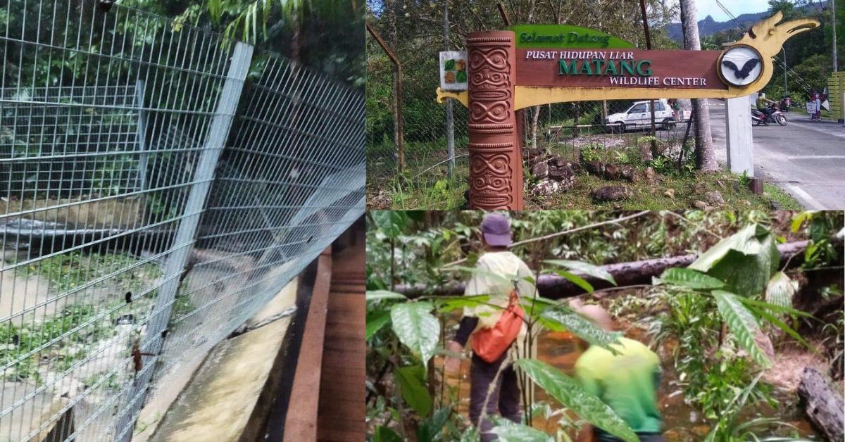 Buaya Dan Kaki Lepas Di Matang Wildlife Centre Orang Ramai