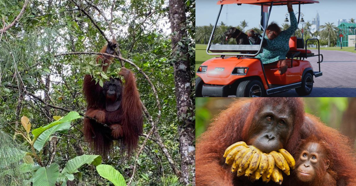 Simbol Ikonik Di Borneo Ini Fakta Menarik Tentang Orang Utan Untuk Anda