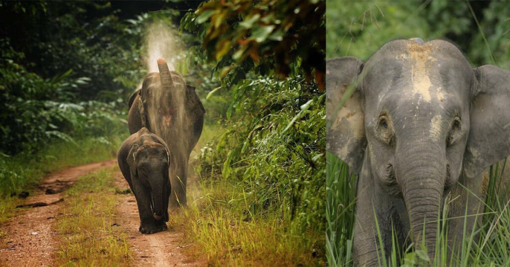 Kenali Salah Satu Gajah  Asia  Yang Tinggal Di Borneo