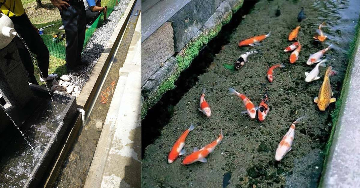 Ilham Dari Jepun Longkang Jernih Sekolah Di Miri Ini Siap Ada Ikan Koi