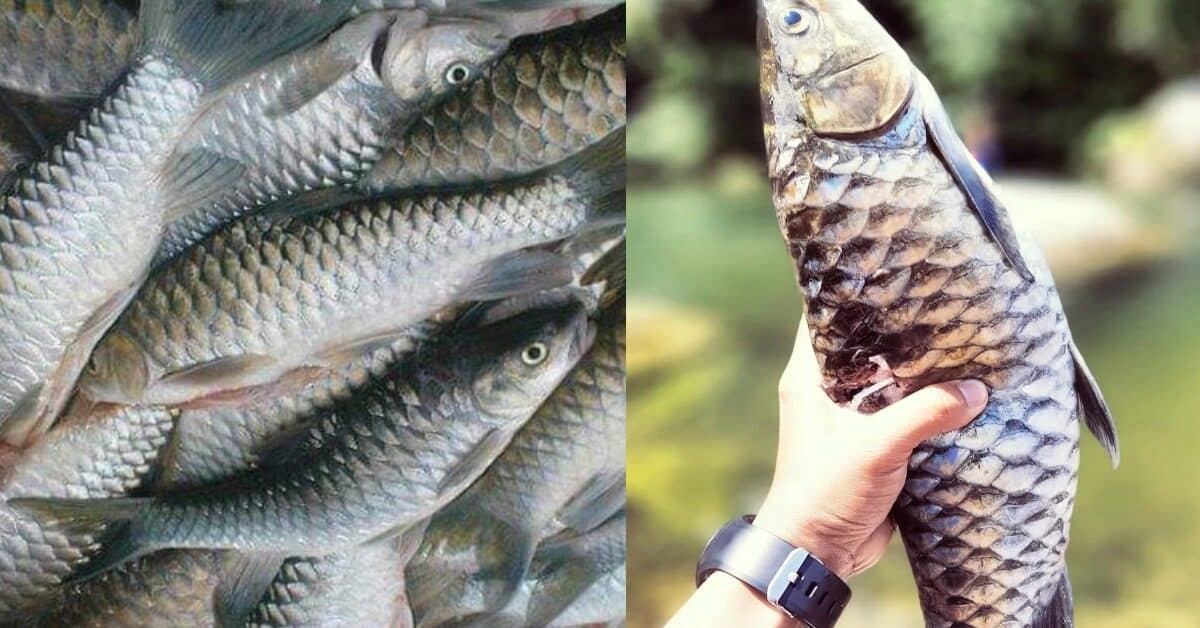 Kenali Ikan Semah Ikan Rasmi Sarawak Dan Ikan Alternatif Kepada Ikan