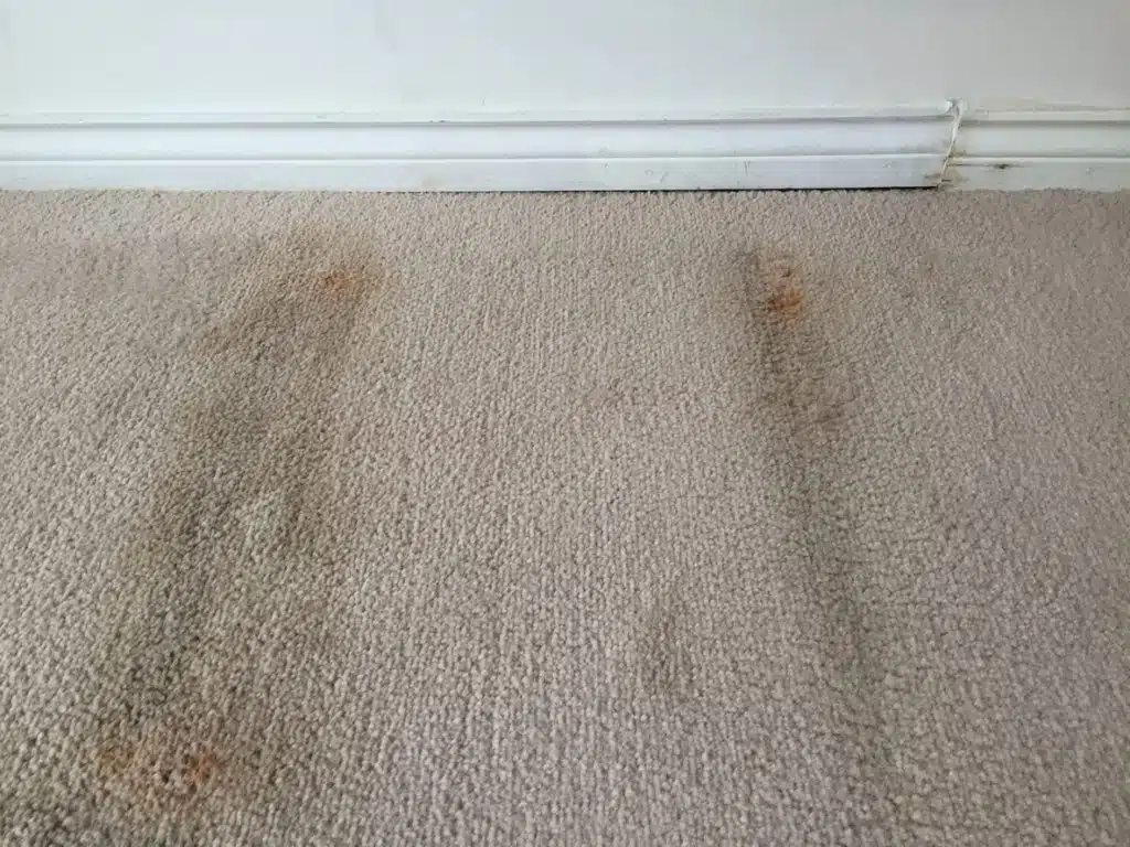 Top 4 Types Of Mold to Look Out For After Water Damage