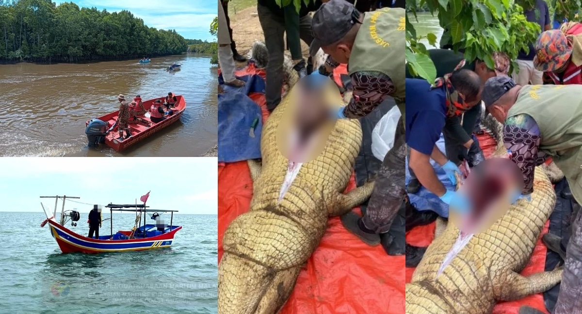 Warga Emas Hilang Di Tawau, Rupanya Dibaham Buaya Raksasa Seberat 800 ...