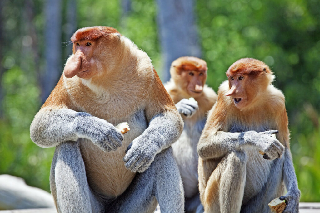 Hidung Besar Dan Sangat Rare, Ketahui Monyet Bangkatan Yang Hanya Ada ...