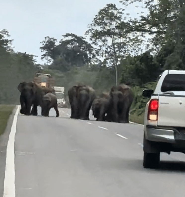 Gajah Pygmy Halang Jalan Di Sabah, Pemandu Panik Terpaksa Reverse Kenderaan