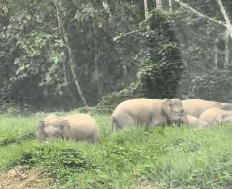 Gajah Pygmy Halang Jalan Di Sabah, Pemandu Panik Terpaksa Reverse Kenderaan