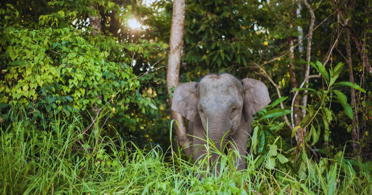 Jumlah Semakin Berkurangan, Gajah Pygmy Berdepan Risiko Kepupusan ...