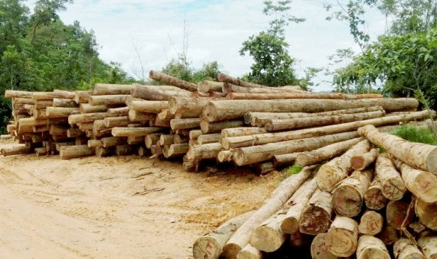 Jumlah Semakin Berkurangan, Gajah Pygmy Berdepan Risiko Kepupusan ...