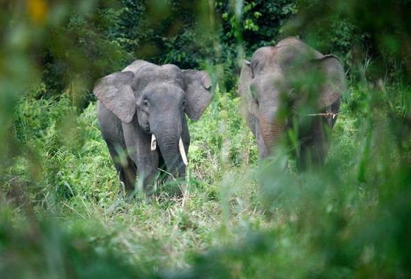 Jumlah Semakin Berkurangan, Gajah Pygmy Berdepan Risiko Kepupusan ...